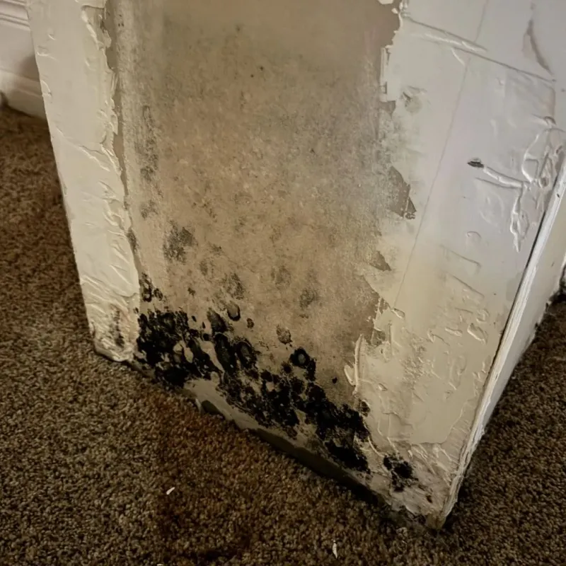 Professional Mold Removal in La Palma, CA